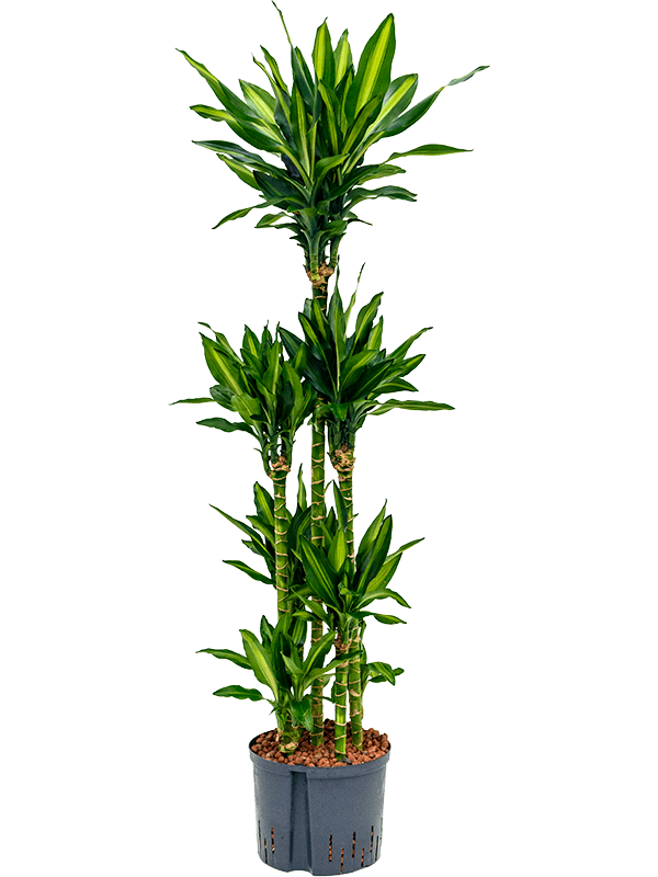 Planta naturala de interior 90-Carrousel D45xH140cm Dracaena fragrans 'Cintho P25/19cm in hidrogranule