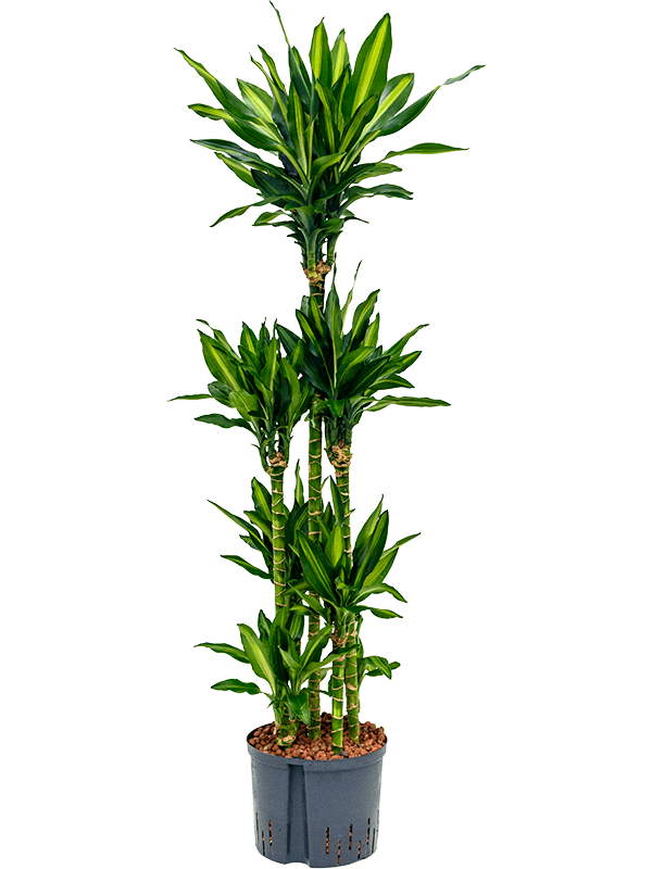 Planta naturala de interior 90-Carrousel D45xH155cm Dracaena fragrans 'Cintho P25/19cm in hidrogranule
