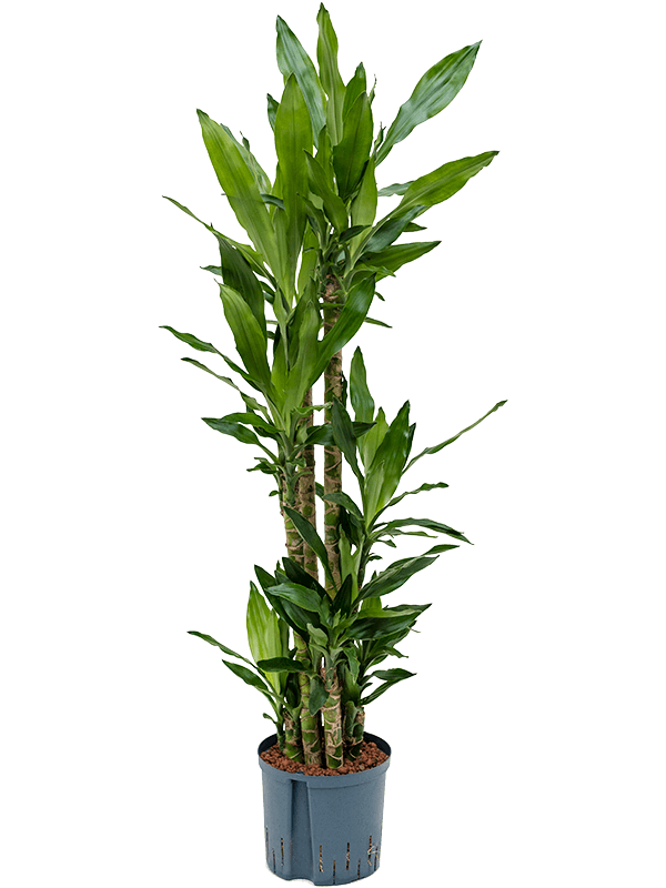 Planta naturala de interior 90-Carrousel D50xH150cm Dracaena fragrans 'Burundii' P22/19cm in hidrogranule