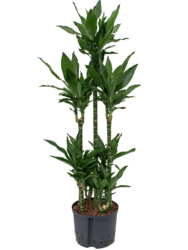 Planta naturala de interior 90-Carrousel D55xH165cm Dracaena fragrans 'Janet Lind' P25/19cm in hidrogranule