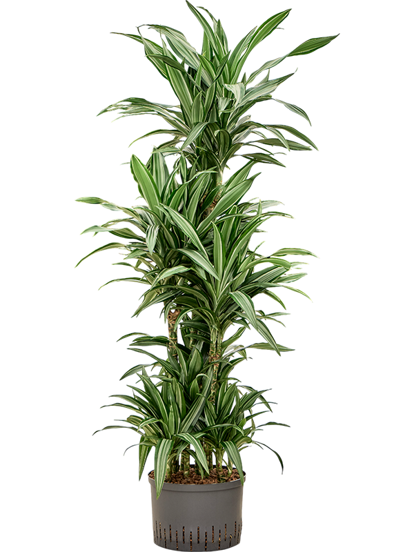 Planta naturala de interior 90-Carrousel D60xH140cm Dracaena fragrans 'Ulises' P28/19cm in hidrogranule