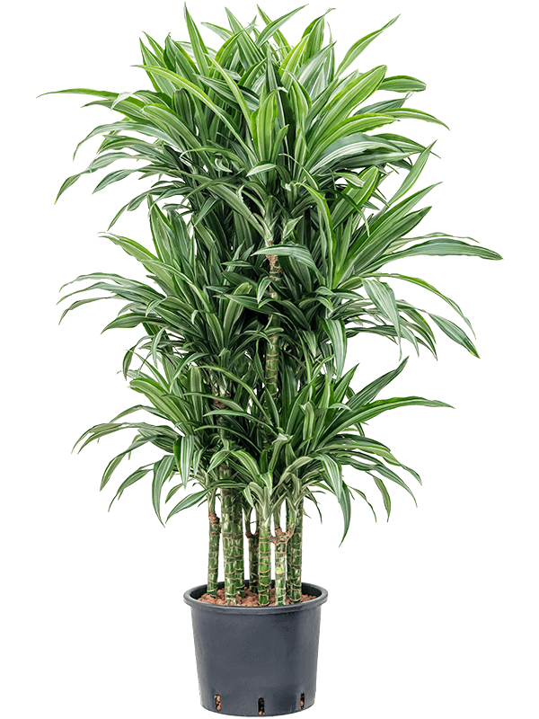 Planta naturala de interior 90-Carrousel D60xH140cm Dracaena fragrans 'Ulises' P28/24cm in hidrogranule