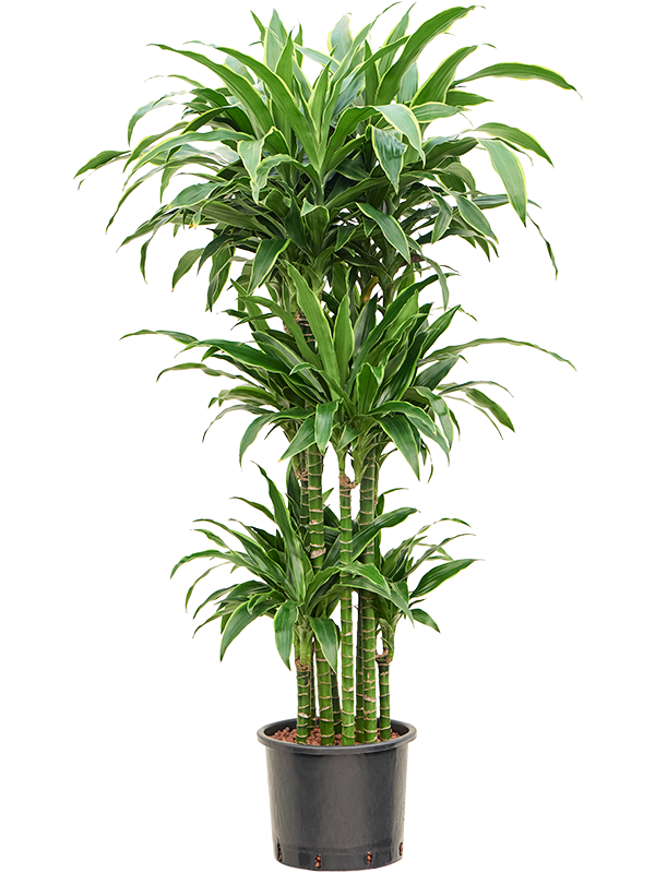 Planta naturala de interior 90-Carrousel D70xH140cm Dracaena fragrans 'Arturo' P28/24cm in hidrogranule