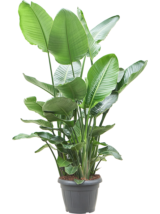 Planta naturala de interior 9pp D70xH135cm Strelitzia nicolai PS35/30cm in pamant