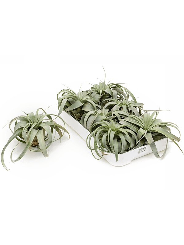 Planta naturala de interior Airplant D18xH12cm Tillandsia xerographica 6/box PS in pamant