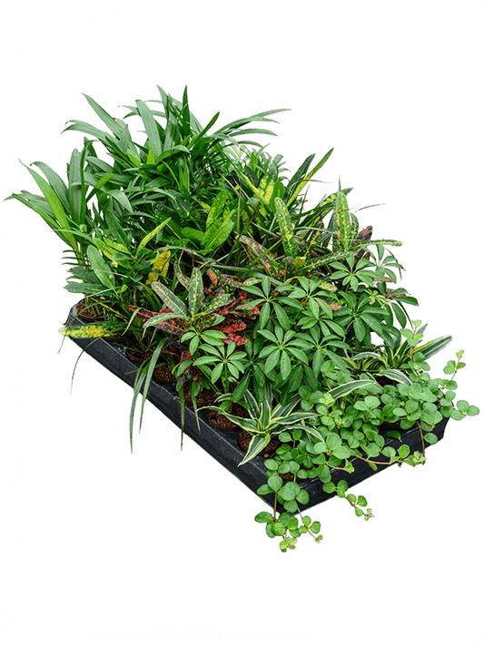 Planta naturala de interior Assortment D10xH20cm Hydro mix P5/5cm in hidrogranule