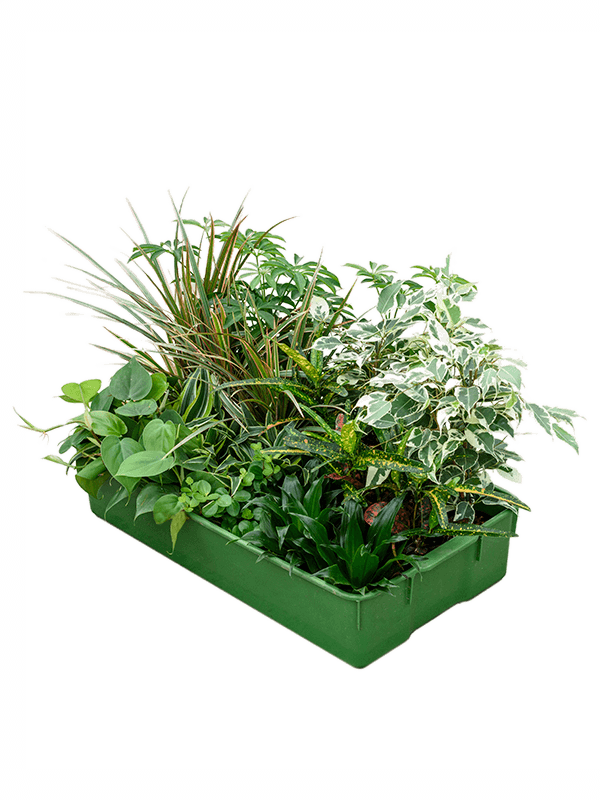 Planta naturala de interior Assortment D10xH20cm Hydro mix P9/7cm in hidrogranule