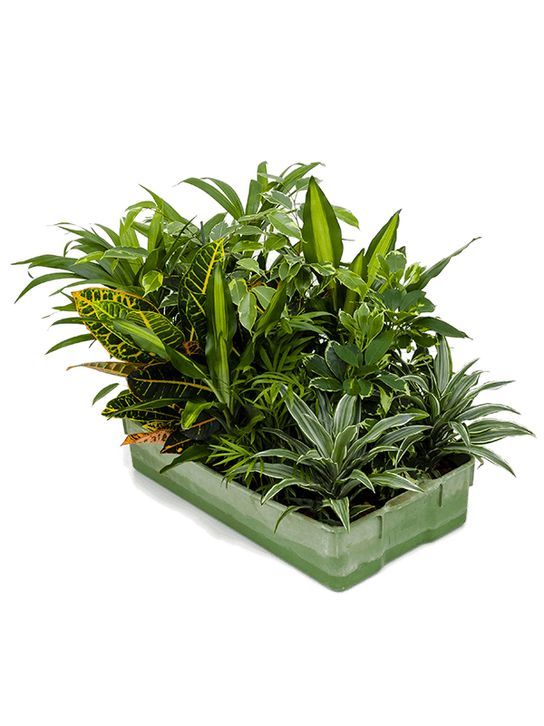 Planta naturala de interior Assortment D15xH30cm Hydro mix P11/9cm in hidrogranule