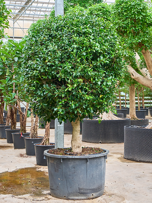 Planta naturala de interior Ball D200xH325cm Ficus microcarpa 'Nitida' (300-350) PS102/82cm in pamant