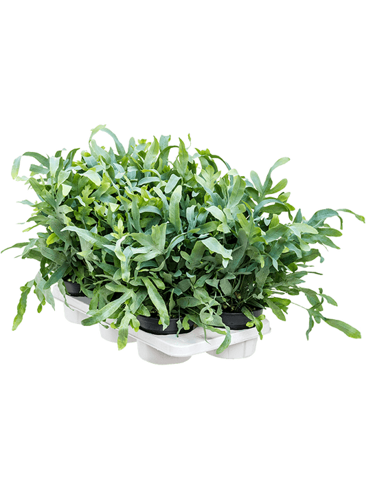 Planta naturala de interior Blue D50xH50cm Phlebodium aureum 'Blue Star' PS17/13cm in pamant