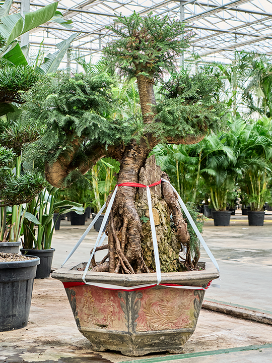 Planta naturala de interior Bonsai D100xH220cm Araucaria bidwillii (175-200) PS100/50cm in pamant
