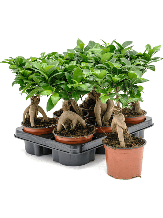 Planta naturala de interior Bonsai D15xH30cm Ficus microcarpa 'Ginseng' PS12/9cm in pamant
