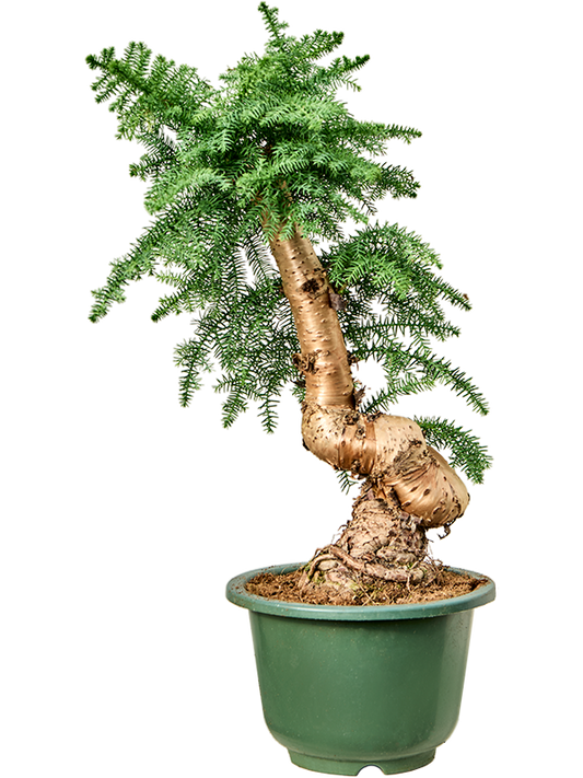 Planta naturala de interior Bonsai D30xH75cm Araucaria cunninghamii PS27/26cm in pamant