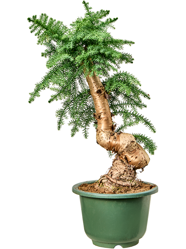 Planta naturala de interior Bonsai D30xH75cm Araucaria cunninghamii PS27/26cm in pamant