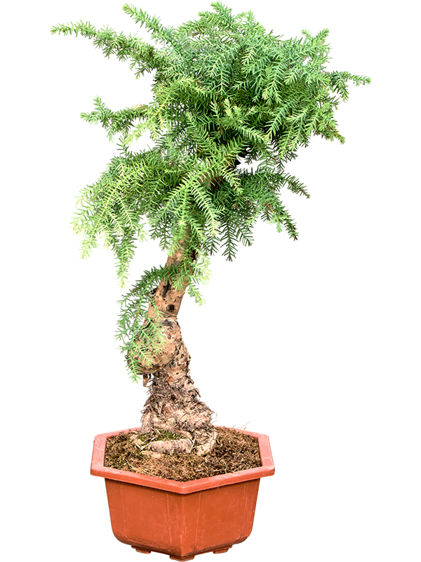 Planta naturala de interior Bonsai D30xH75cm Araucaria cunninghamii PS30/26cm in pamant
