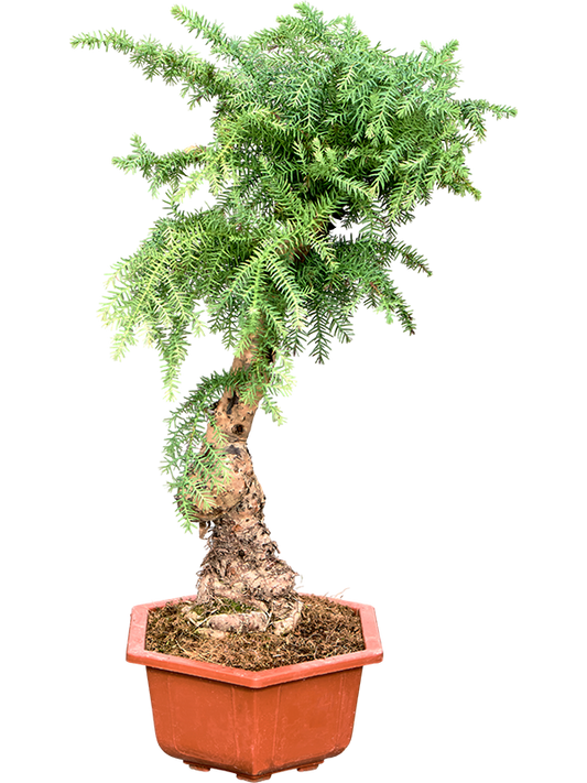 Planta naturala de interior Bonsai D30xH75cm Araucaria cunninghamii PS30/26cm in pamant