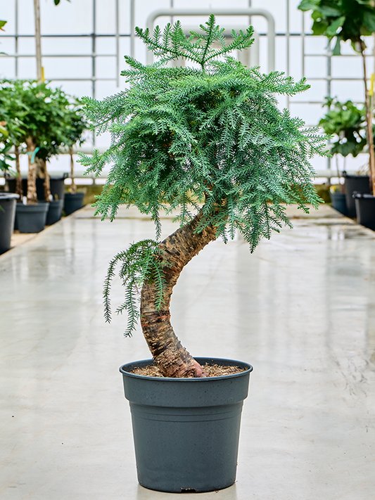 Planta naturala de interior Bonsai D45xH110cm Araucaria cunninghamii PS34/30cm in pamant