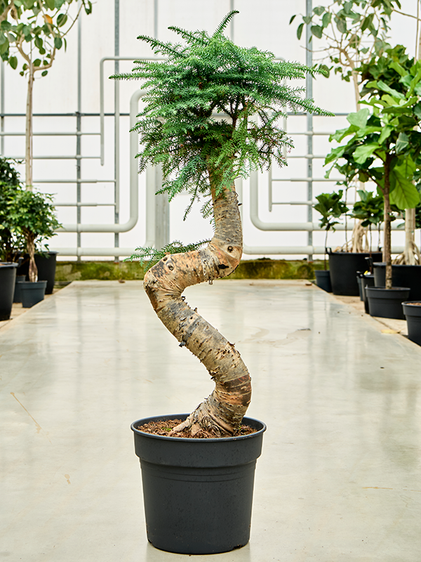 Planta naturala de interior Bonsai D45xH110cm Araucaria cunninghamii PS38/32cm in pamant