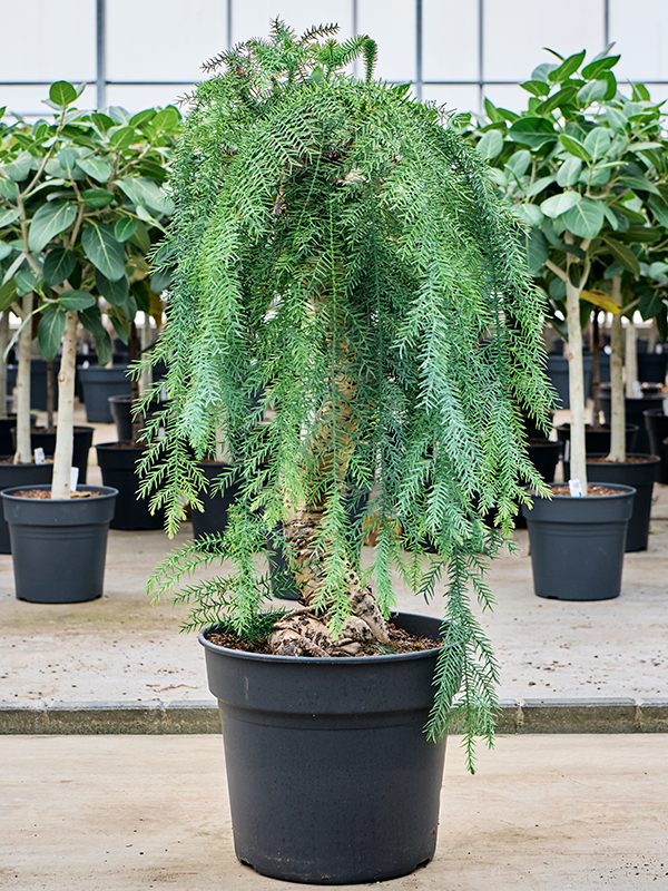Planta naturala de interior Bonsai D45xH130cm Araucaria cunninghamii PS38/32cm in pamant