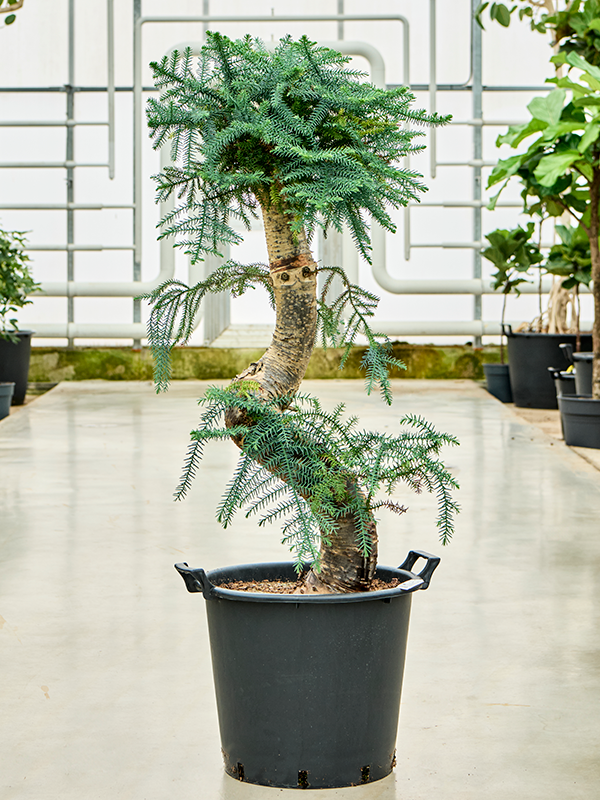 Planta naturala de interior Bonsai D50xH140cm Araucaria cunninghamii PS45/37cm in pamant