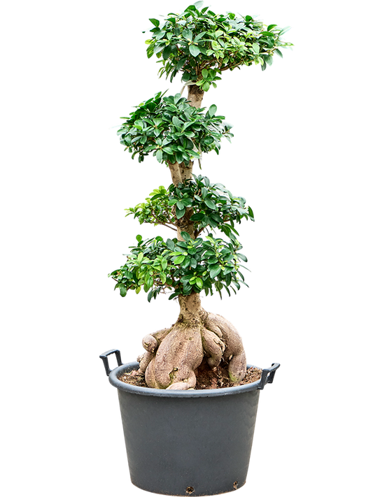 Planta naturala de interior Bonsai D60xH150cm Ficus microcarpa 'Ginseng' PS50/34cm in pamant