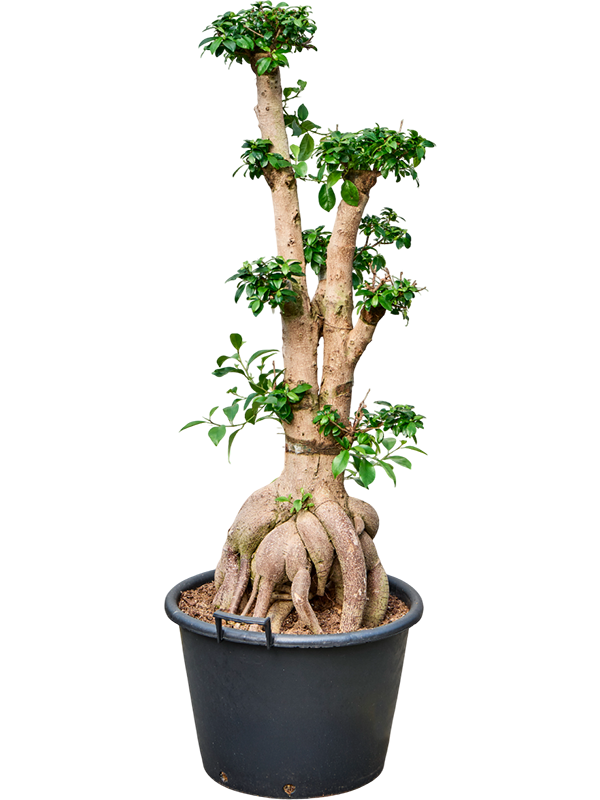 Planta naturala de interior Bonsai D60xH150cm Ficus microcarpa 'Ginseng' PS50/34cm in pamant