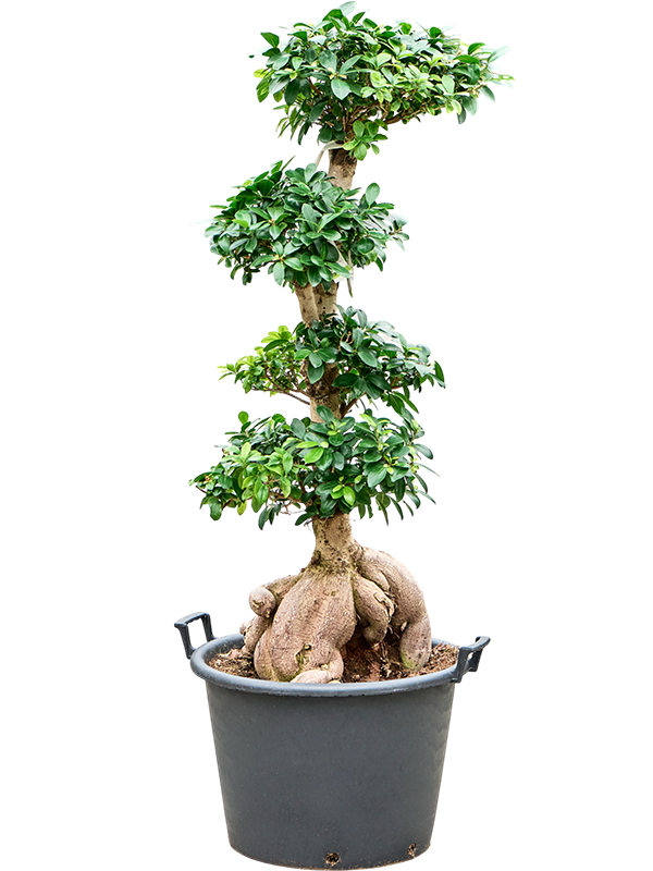 Planta naturala de interior Bonsai D60xH150cm Ficus microcarpa 'Ginseng' PS50/34cm in pamant