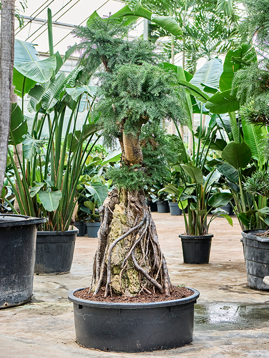 Planta naturala de interior Bonsai D80xH190cm Araucaria bidwillii (175-200) PS88/32cm in pamant