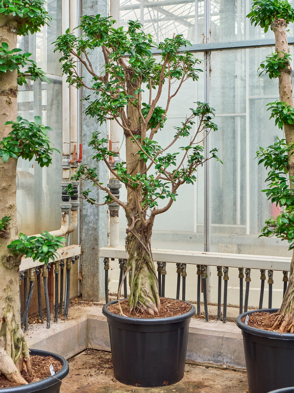 Planta naturala de interior Bonsai D90xH225cm Ficus microcarpa 'Compacta' PS50/41cm in pamant