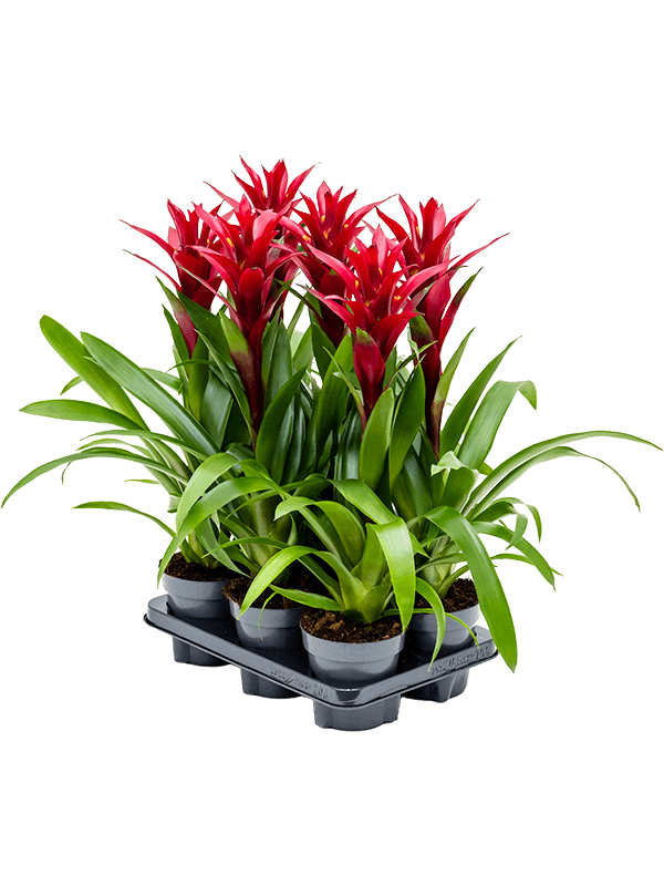 Planta naturala de interior Bordeaux D25xH55cm Guzmania 'Switch' PS13/12cm in pamant