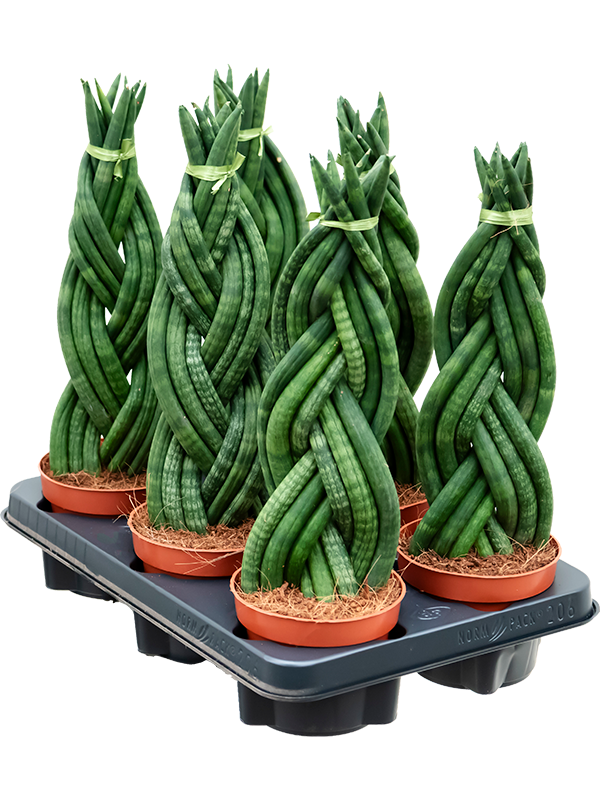 Planta naturala de interior Braided D15xH40cm Sansevieria cylindrica PS12/10cm in pamant