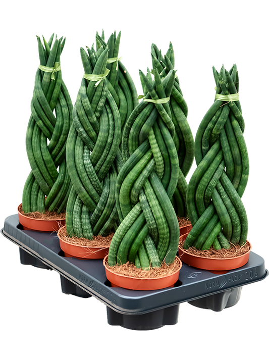 Planta naturala de interior Braided D15xH40cm Sansevieria cylindrica PS12/10cm in pamant