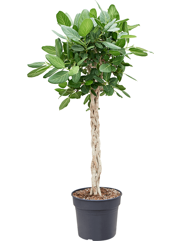 Planta naturala de interior Braided Stem D50xH130cm Ficus benghalensis 'Audrey' PS30/27cm in pamant