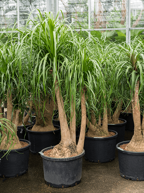 Planta naturala de interior Branched (100) D80xH140cm Beaucarnea recurvata P40/28cm in hidrogranule