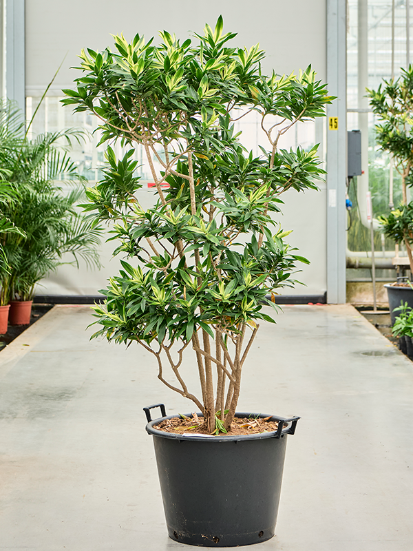 Planta naturala de interior Branched (170-200) D80xH160cm Pleomele (Dracaena) reflexa 'Song of Sri Lanka' PS50/36cm in pamant