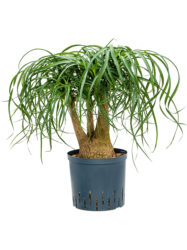 Planta naturala de interior Branched (30) D35xH60cm Beaucarnea recurvata P22/19cm in hidrogranule