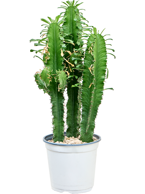 Planta naturala de interior Branched 3pp D35xH75cm Euphorbia erytrea PS19/18cm in pamant