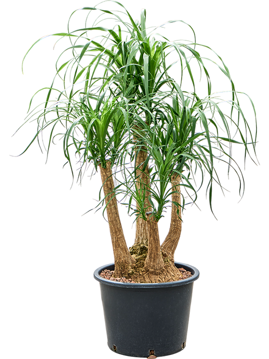 Planta naturala de interior Branched (60) D60xH100cm Beaucarnea recurvata P32/26cm in hidrogranule