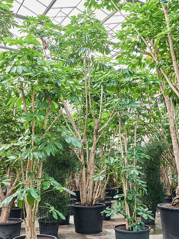 Planta naturala de interior Branched (650-750) D325xH800cm Schefflera actinophylla 'Amate' PS102/82cm in pamant