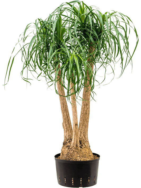 Planta naturala de interior Branched (80) D65xH120cm Beaucarnea recurvata P32/19cm in hidrogranule