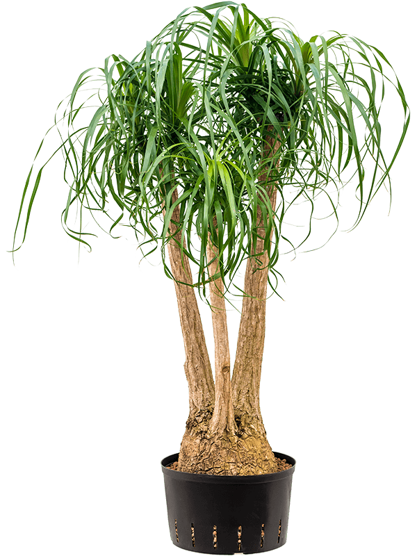 Planta naturala de interior Branched (80) D65xH120cm Beaucarnea recurvata P32/19cm in hidrogranule