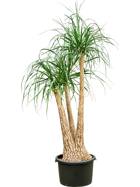 Planta naturala de interior Branched (80) D80xH160cm Beaucarnea recurvata P40/28cm in hidrogranule