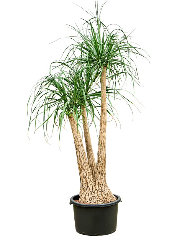 Planta naturala de interior Branched (80) D80xH160cm Beaucarnea recurvata P40/28cm in hidrogranule