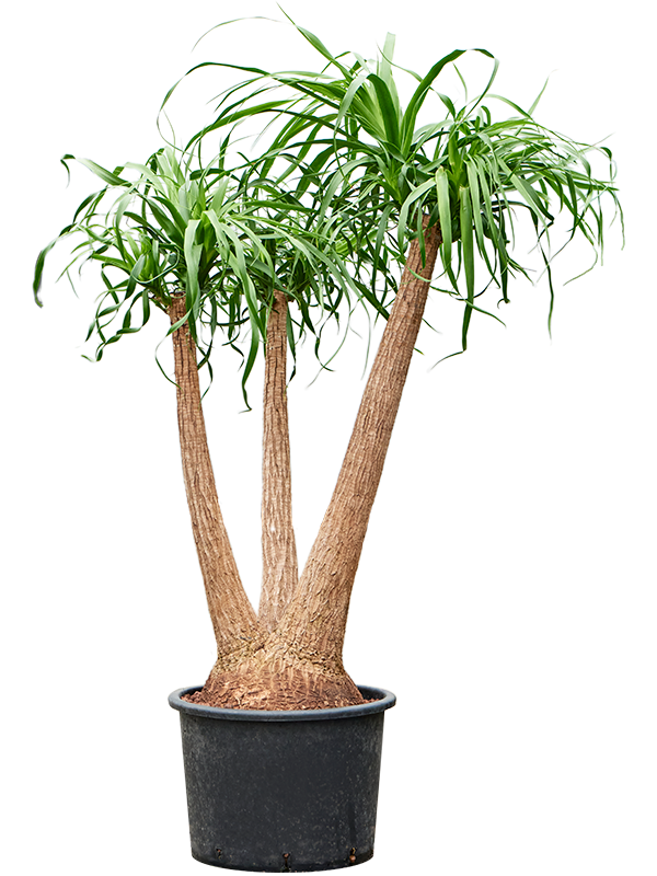 Planta naturala de interior Branched (90) D70xH125cm Beaucarnea recurvata P35/28cm in hidrogranule
