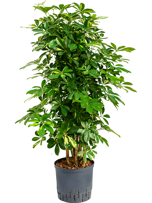 Planta naturala de interior Branched/column D40xH100cm Schefflera arboricola 'Gold Capella' P22/19cm in hidrogranule