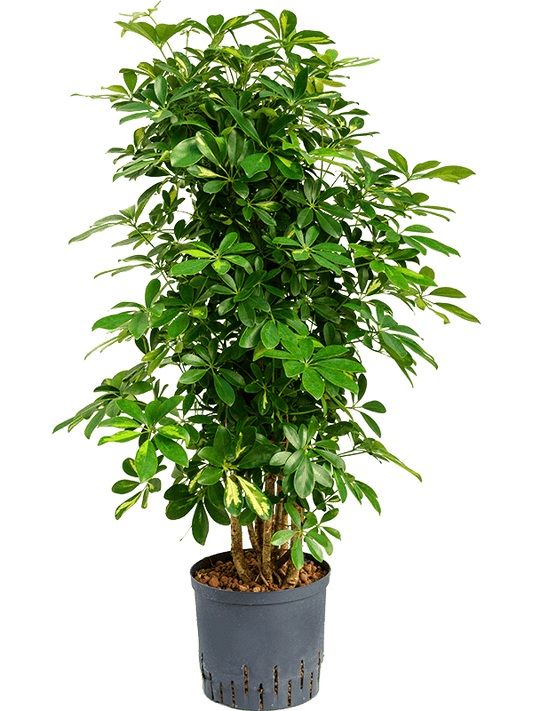 Planta naturala de interior Branched/column D40xH100cm Schefflera arboricola 'Gold Capella' P22/19cm in hidrogranule
