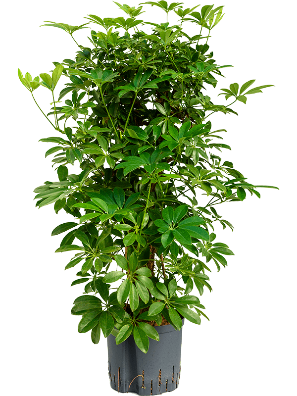 Planta naturala de interior Branched/column D45xH90cm Schefflera arboricola 'Compacta' P22/19cm in hidrogranule