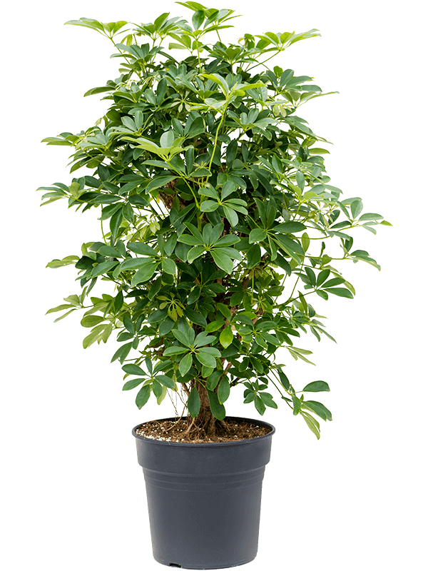Planta naturala de interior Branched/column D50xH100cm Schefflera arboricola 'Compacta' PS30/27cm in pamant