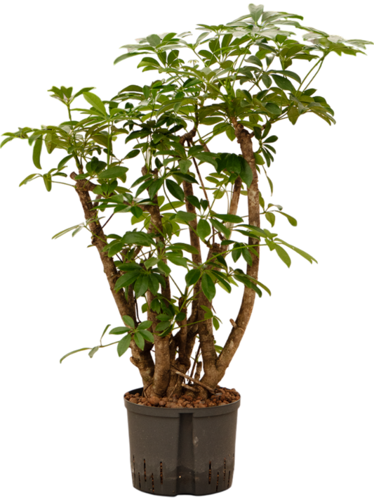 Planta naturala de interior Branched/column D50xH110cm Schefflera arboricola 'Compacta' P25/19cm in hidrogranule