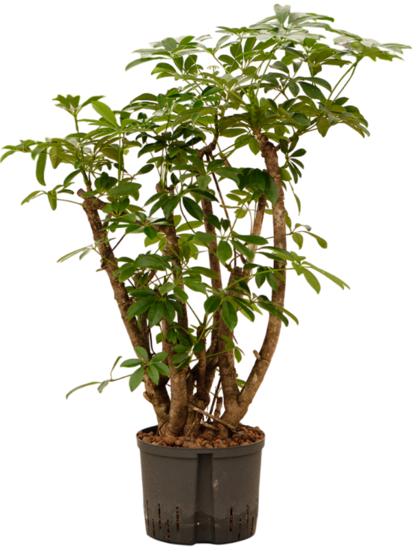 Planta naturala de interior Branched/column D50xH110cm Schefflera arboricola 'Compacta' P25/19cm in hidrogranule